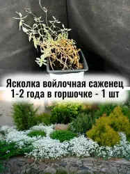 Ясколка войлочная почвопокровный саженец 1-2 г в горшочке