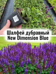 Шалфей дубравный Нью Дименшион Блю синие цветы саженец в