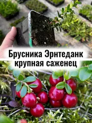 Брусника Эрнтеданк крупная ягода немецкой селекции саженец