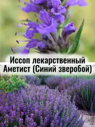 Иссоп лекарственный Аметист - саженец