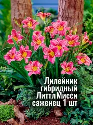 Лилейник гибридный ЛиттлМисси многолетник, рассада, саженец