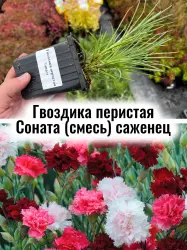 Гвоздика перистая Соната смесь многолетние цветы саженец