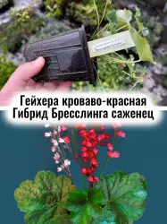 Гейхера кроваво-красная Гибрид Бресслинга коралловая саженец