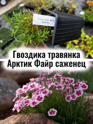 Гвоздика травянка Арктик Файр (Arctic Fire) цветы саженец