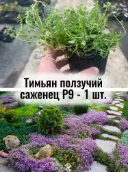 Тимьян (чабрец) ползучий обыкновенный многолетний саженец