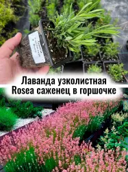 Лаванда узколистная розовая многолетние цветы саженец 1шт