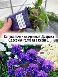 Колокольчик скученный Даурика Одесская голубая цветы саженец