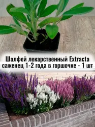 Шалфей лекарственный Extracta (Экстракта) саженец 1 шт