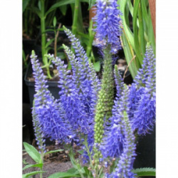 Вероника колосковая Нана Блаутеппич Veronica spicata Nana Blauteppich С3 650