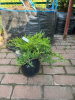 0CDCA7D1-9655-4419-A308-1B6F5202